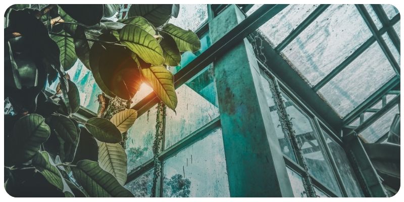 Best Low-Light Plants for Your Home