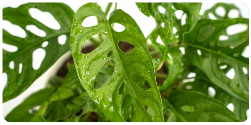 Growing and Selling Plants in Water: Swiss Cheese Plants